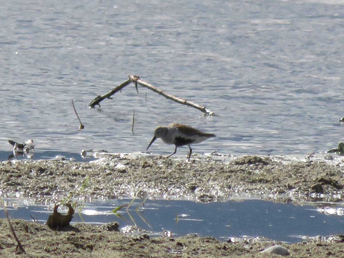 Dunlin - Matyas Gerloczy