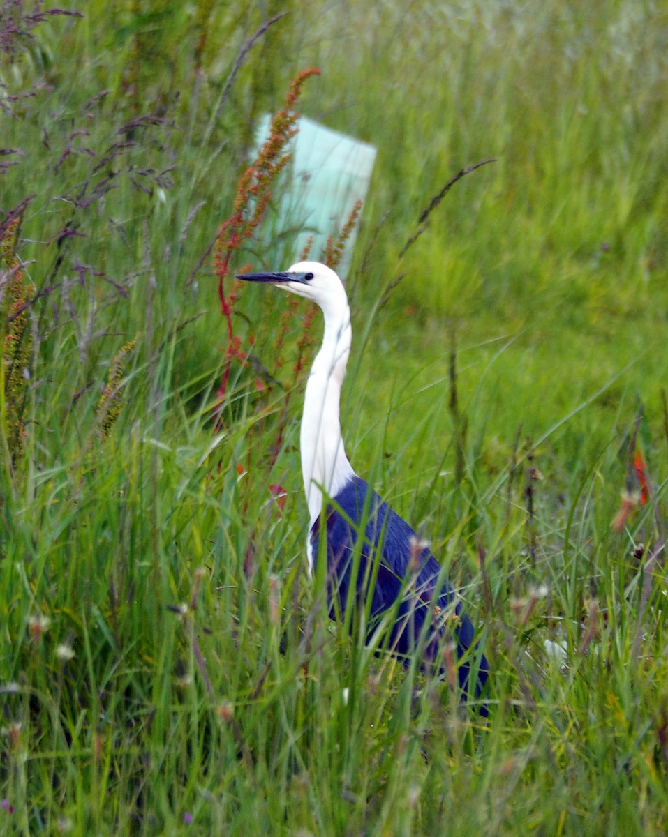 Pacific Heron - ML275363601