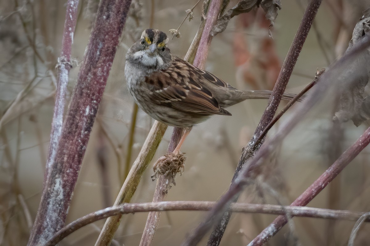 White-throated Sparrow - Rick Wilhoit