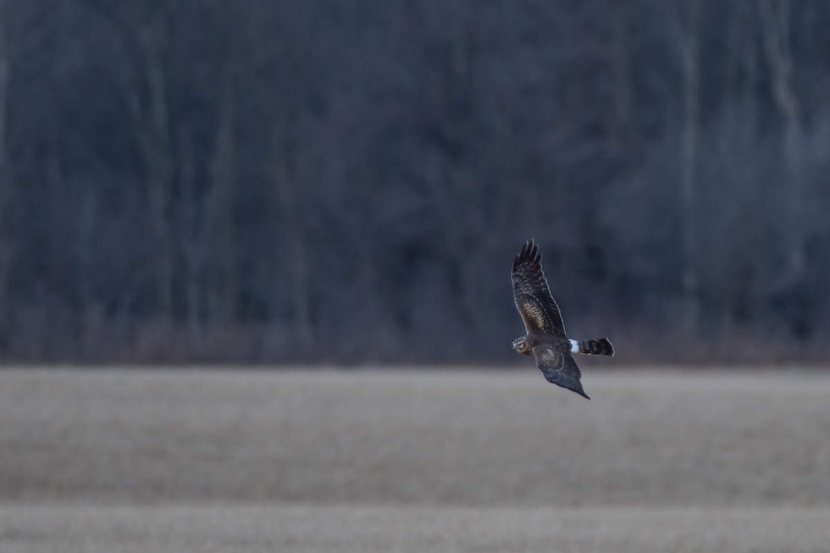 Northern Harrier - ML275366861