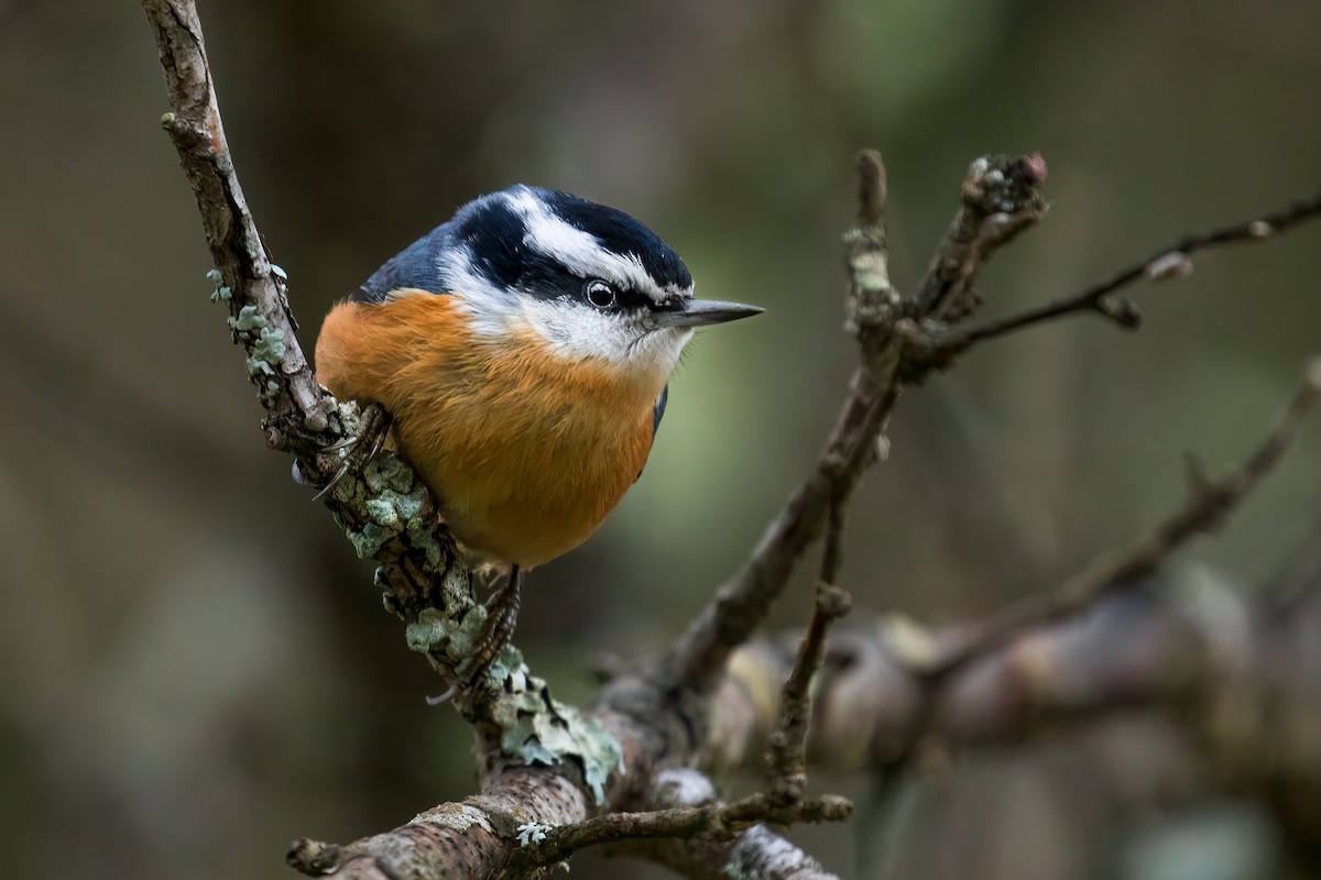 Red-breasted Nuthatch - Matt Felperin