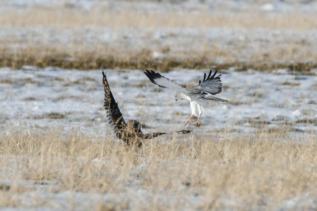 Northern Harrier - ML275369841