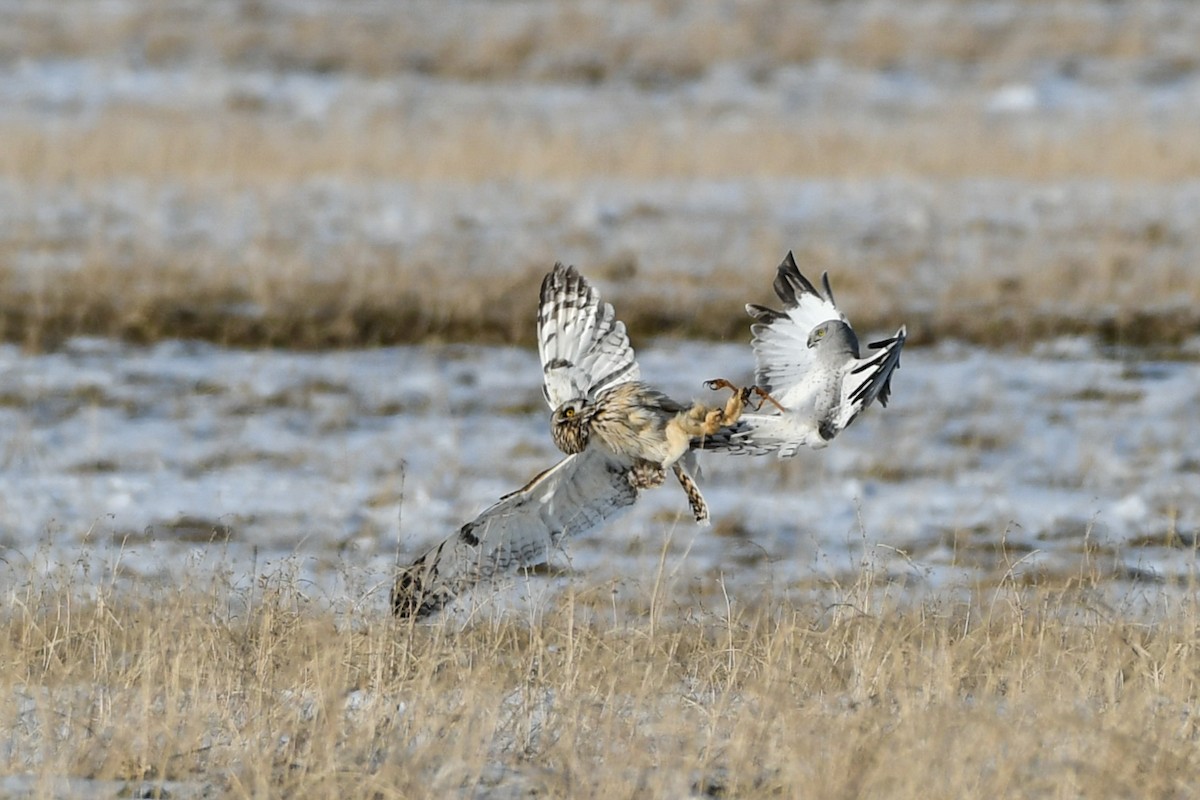 Northern Harrier - ML275369941