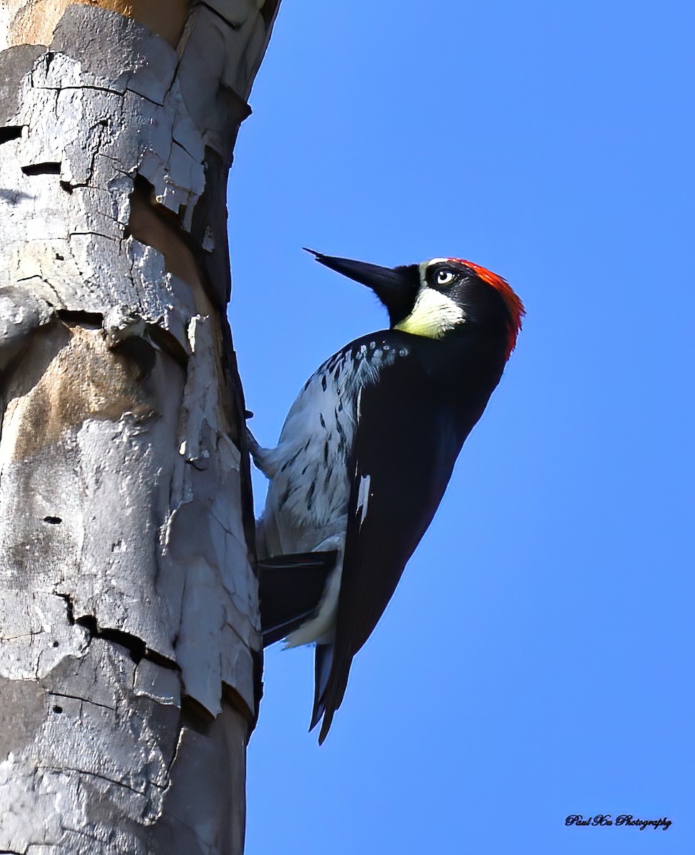 Acorn Woodpecker - Paul Xu