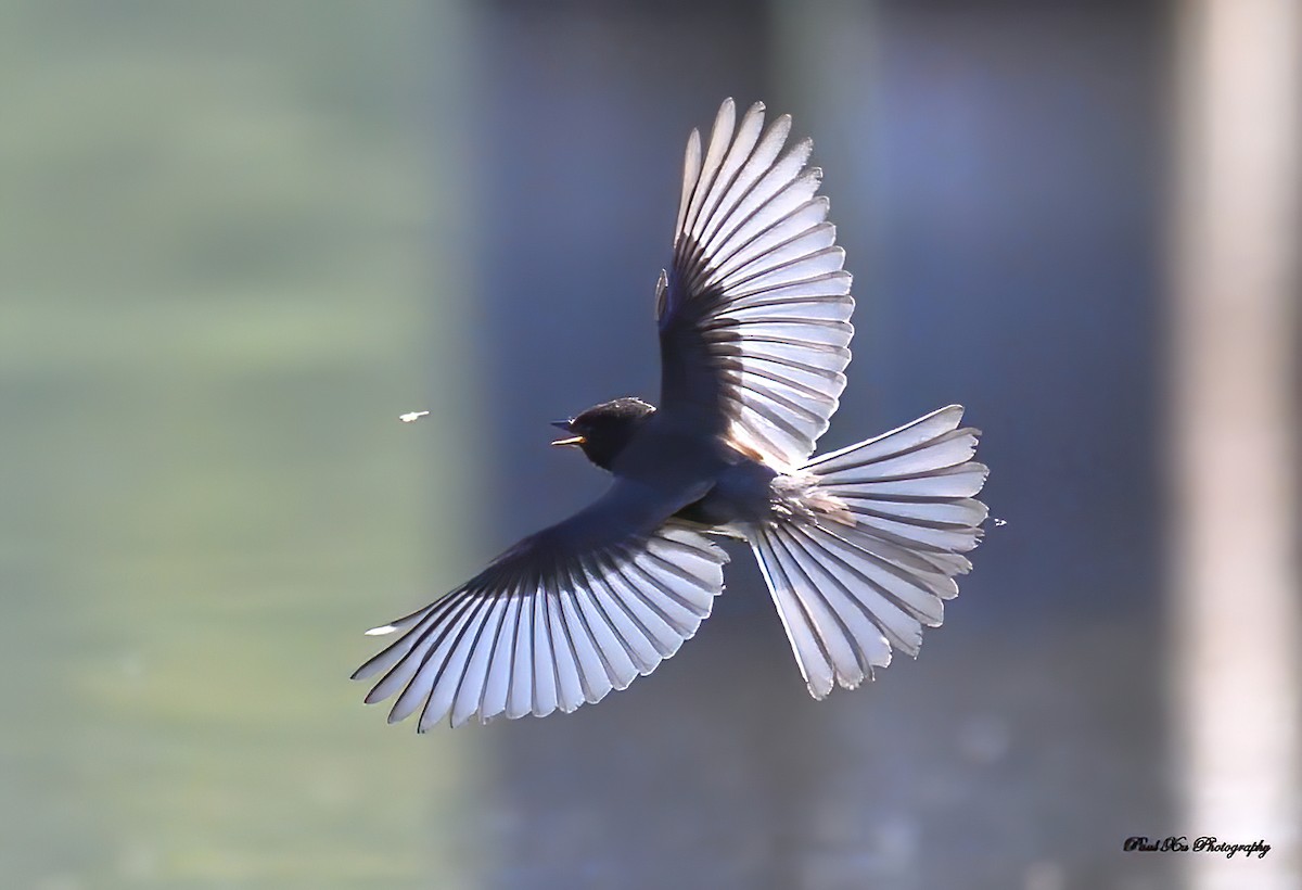 Black Phoebe - Paul Xu