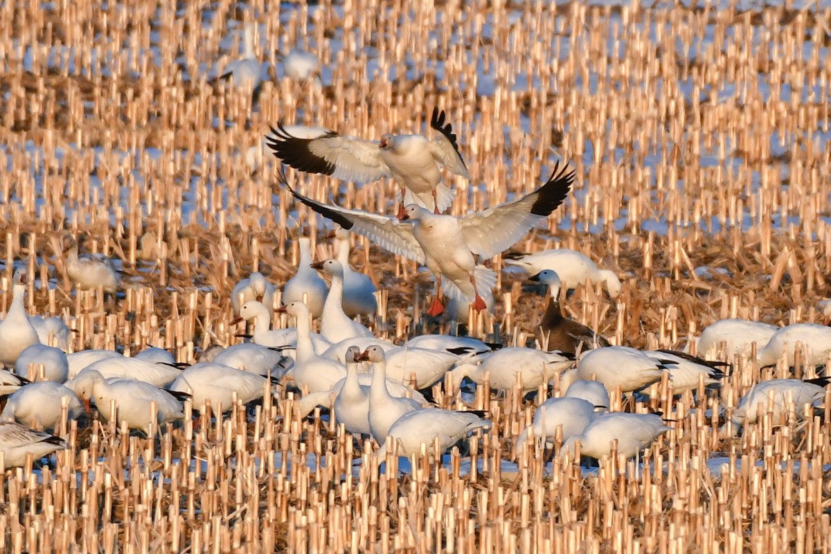 Snow Goose - ML275371081