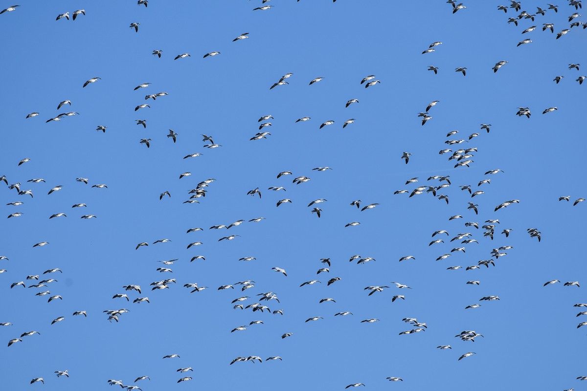 Snow Goose - ML275371291