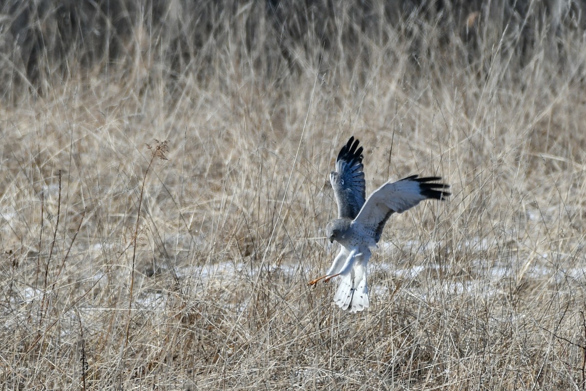 Northern Harrier - ML275371371