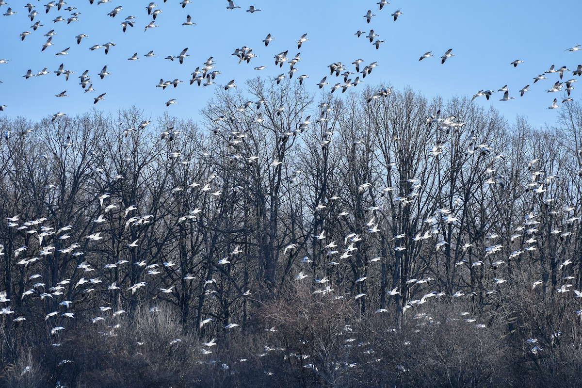Snow Goose - ML275371391