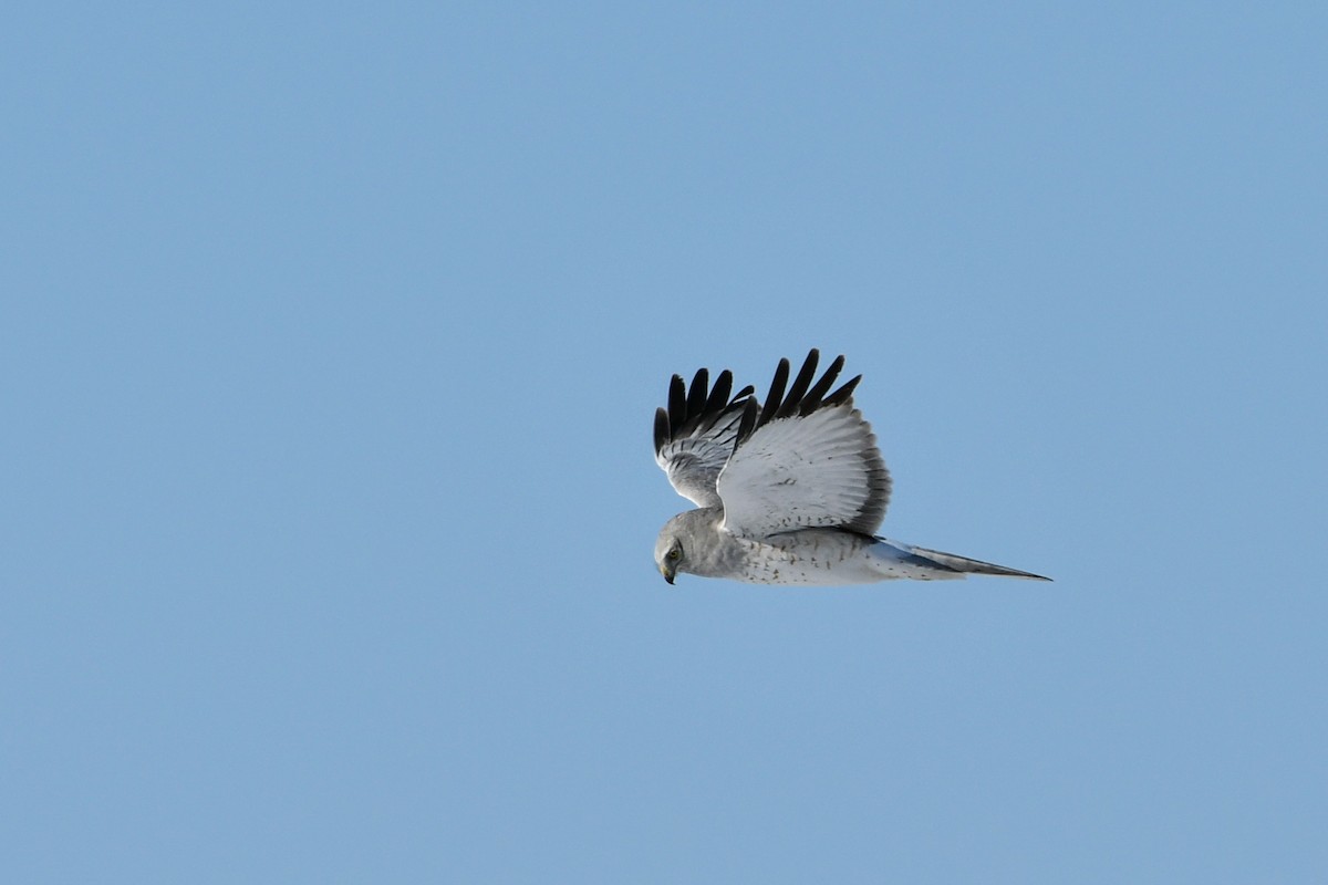 Northern Harrier - ML275371421