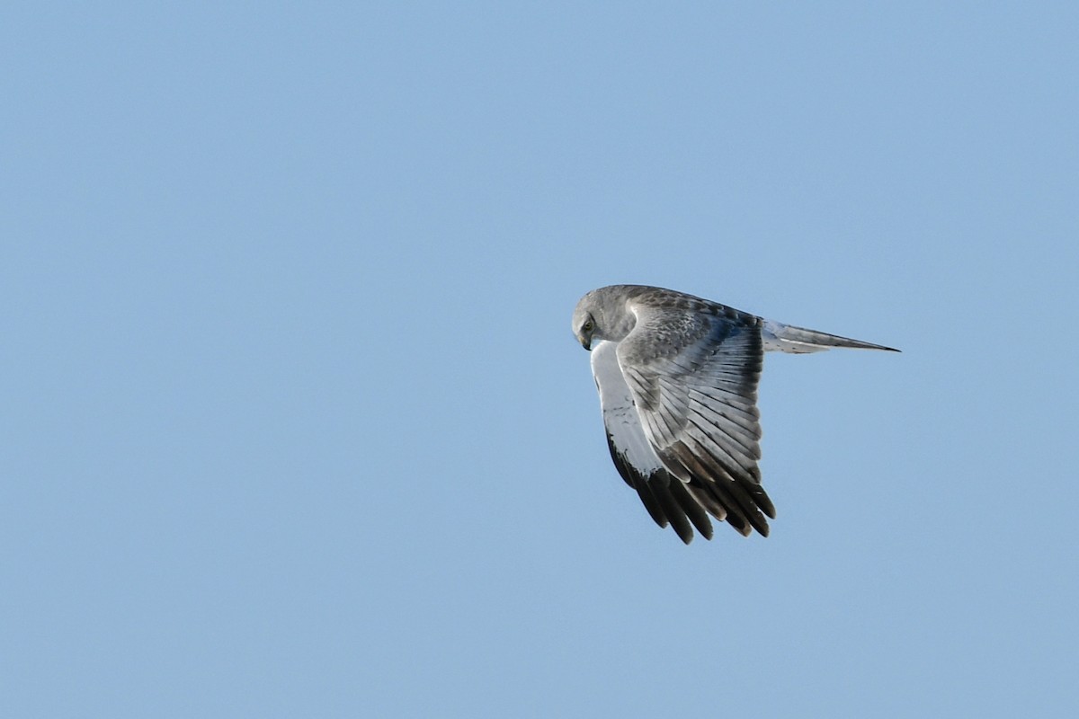 Northern Harrier - ML275371501