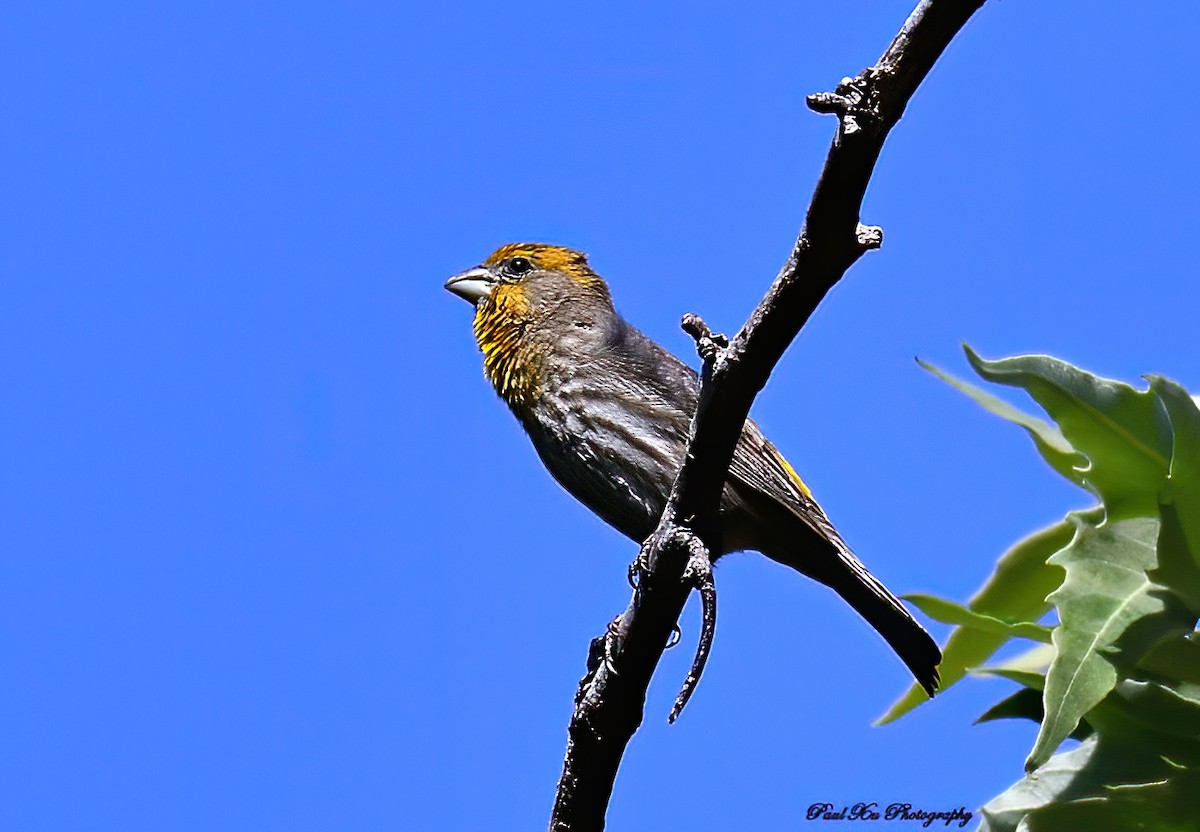 House Finch - ML275371701