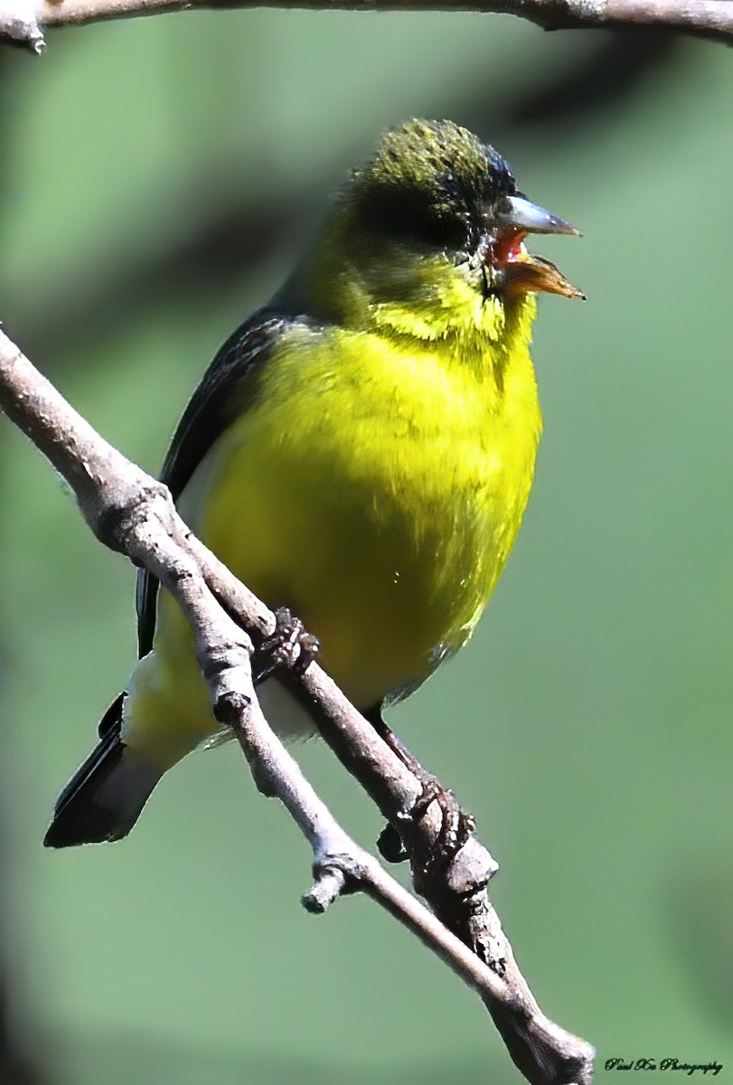 Lesser Goldfinch - Paul Xu