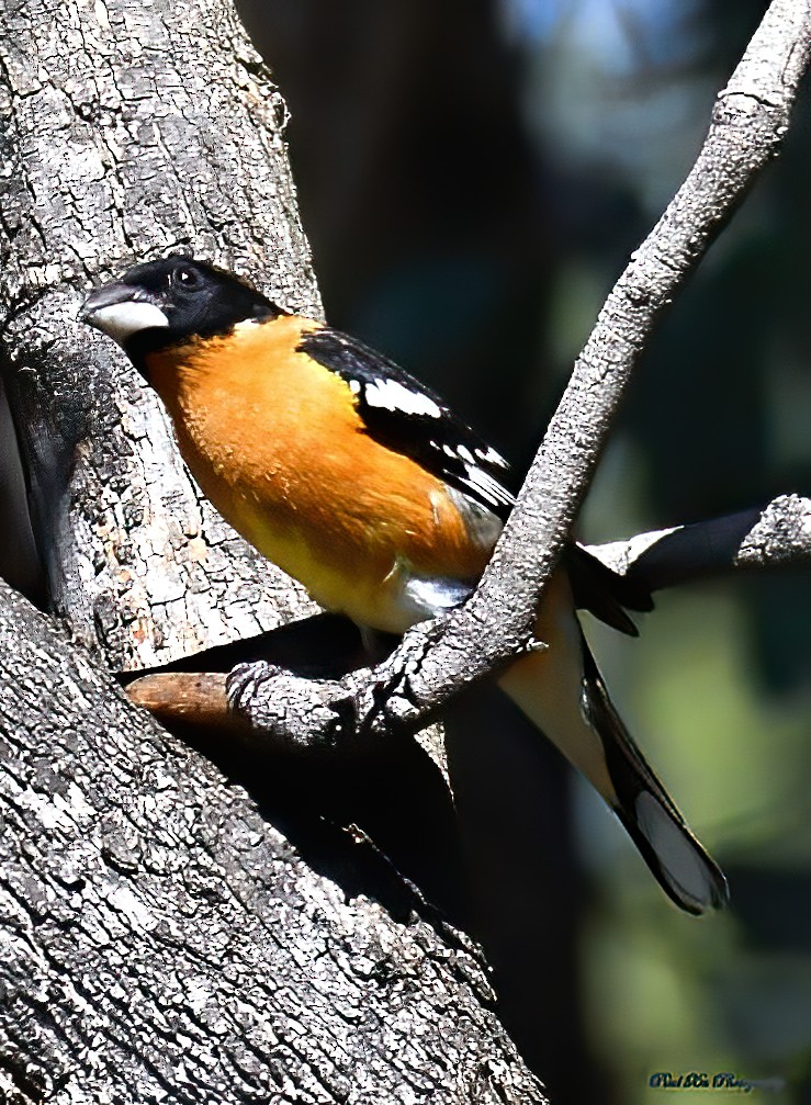 Black-headed Grosbeak - ML275372121