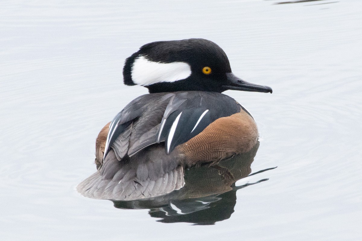 Hooded Merganser - ML275374511