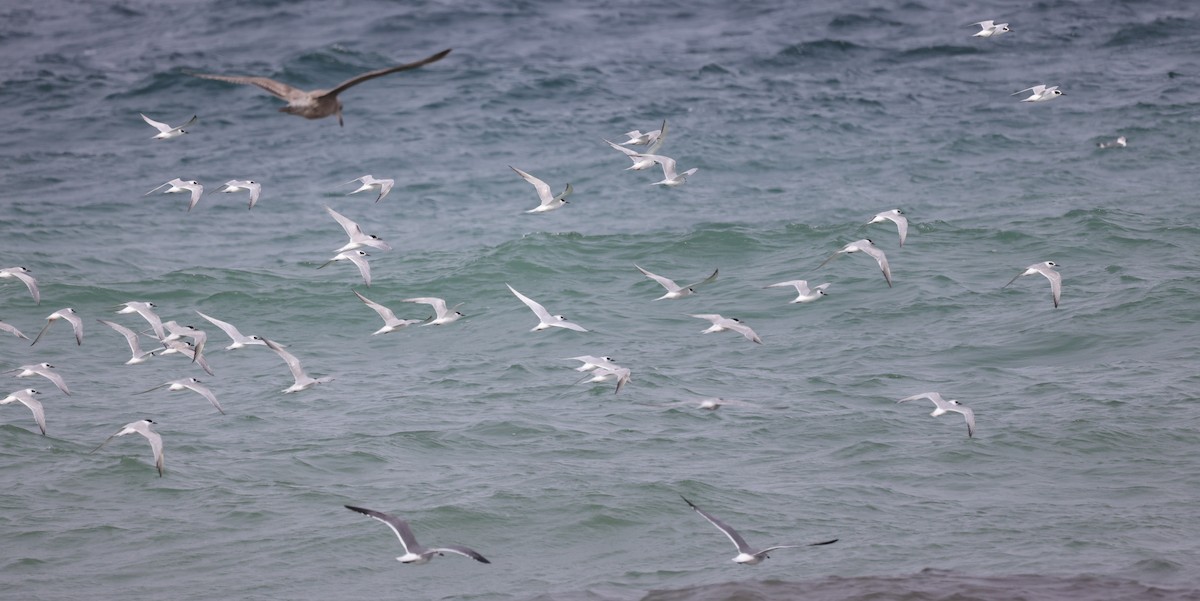 Forster's Tern - ML275374801