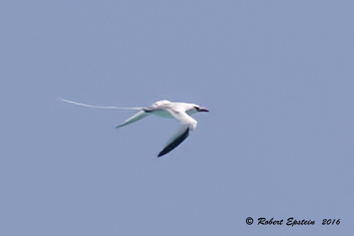 Red-billed Tropicbird - ML27537491