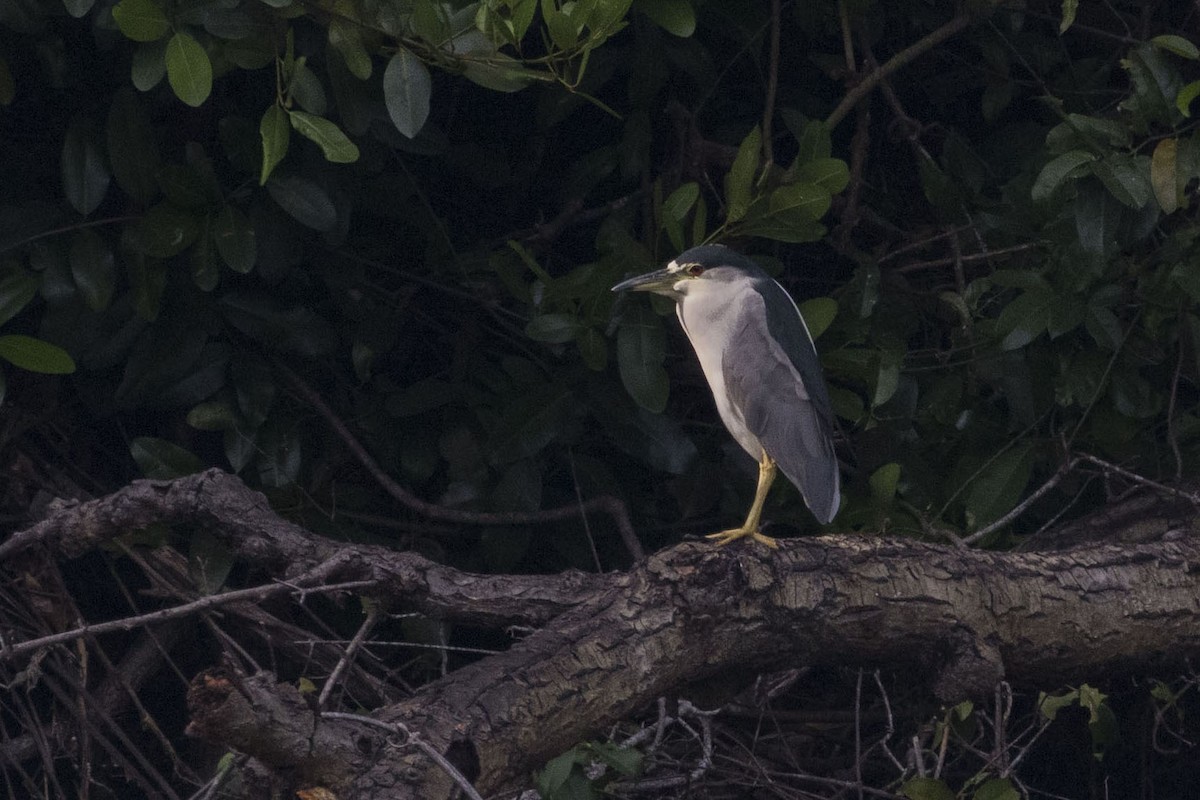 Black-crowned Night Heron - ML275375251