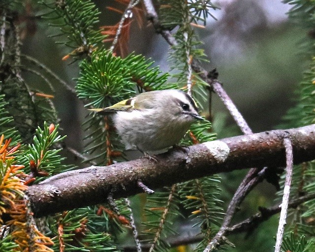 Roitelet à couronne dorée - ML275375281