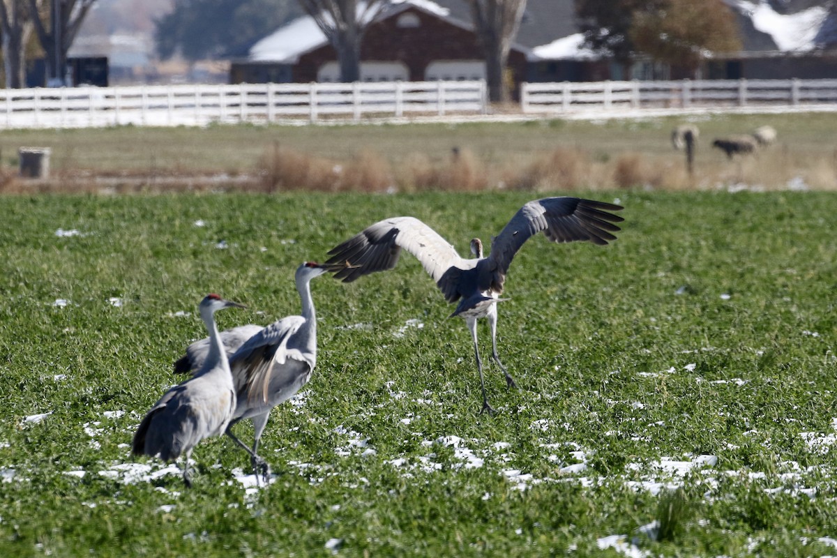 Sandhill Crane - Carol Ortenzio