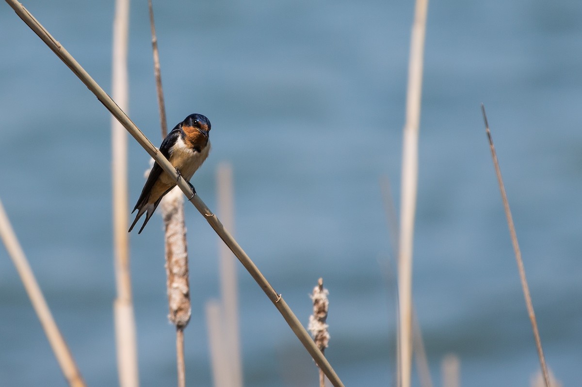 Barn Swallow - André Turcot