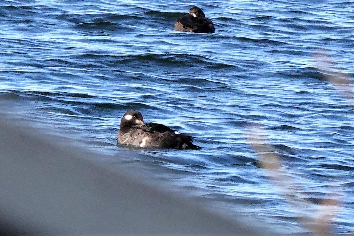 White-winged Scoter - Michael Oetken