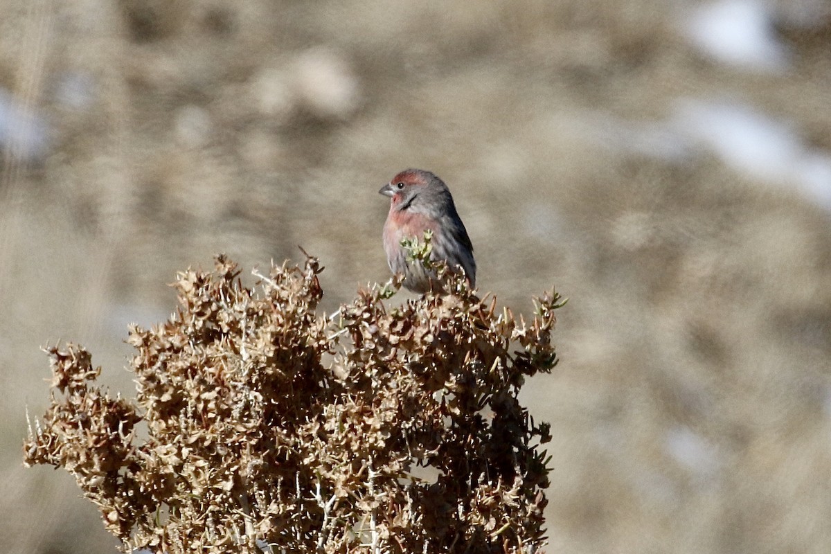 House Finch - ML275376531