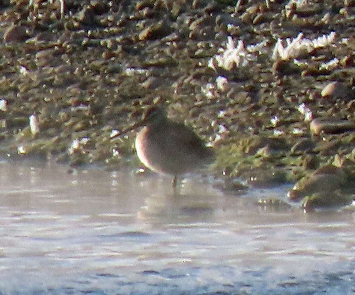Long-billed Dowitcher - ML275377241