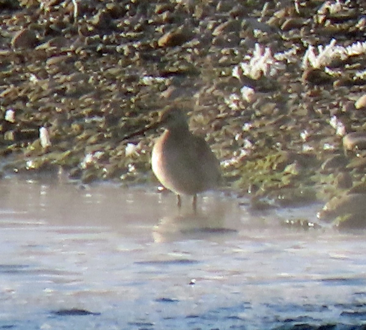 Long-billed Dowitcher - ML275377251
