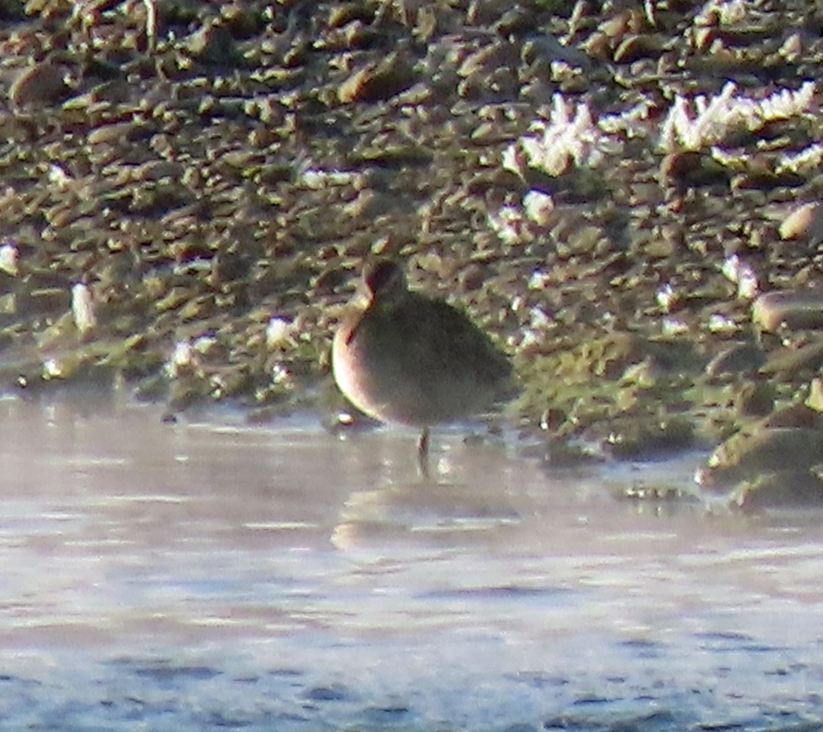 Long-billed Dowitcher - ML275377331