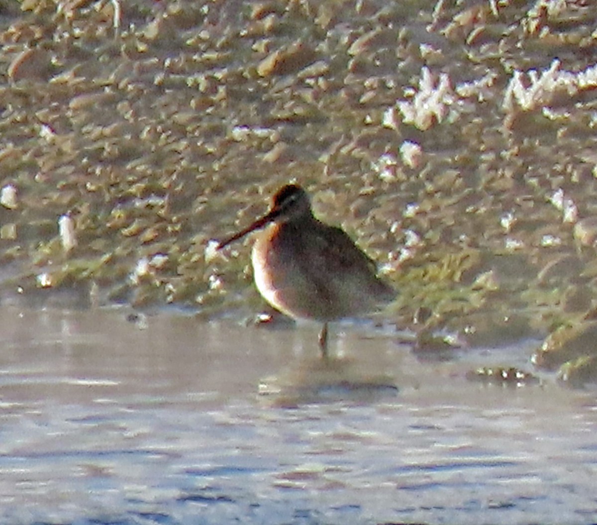 Long-billed Dowitcher - JoAnn Potter Riggle 🦤