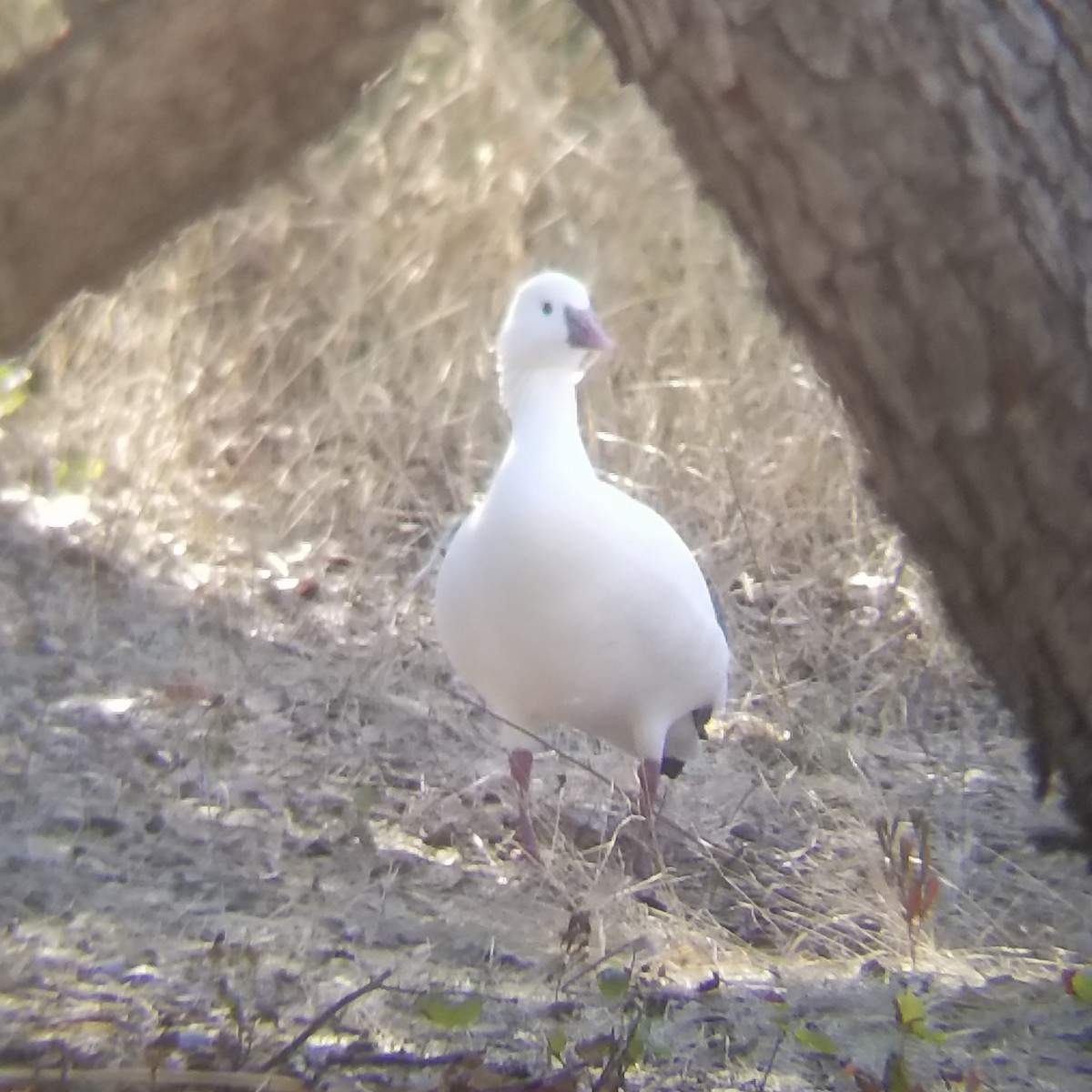 Ross's Goose - ML275379571