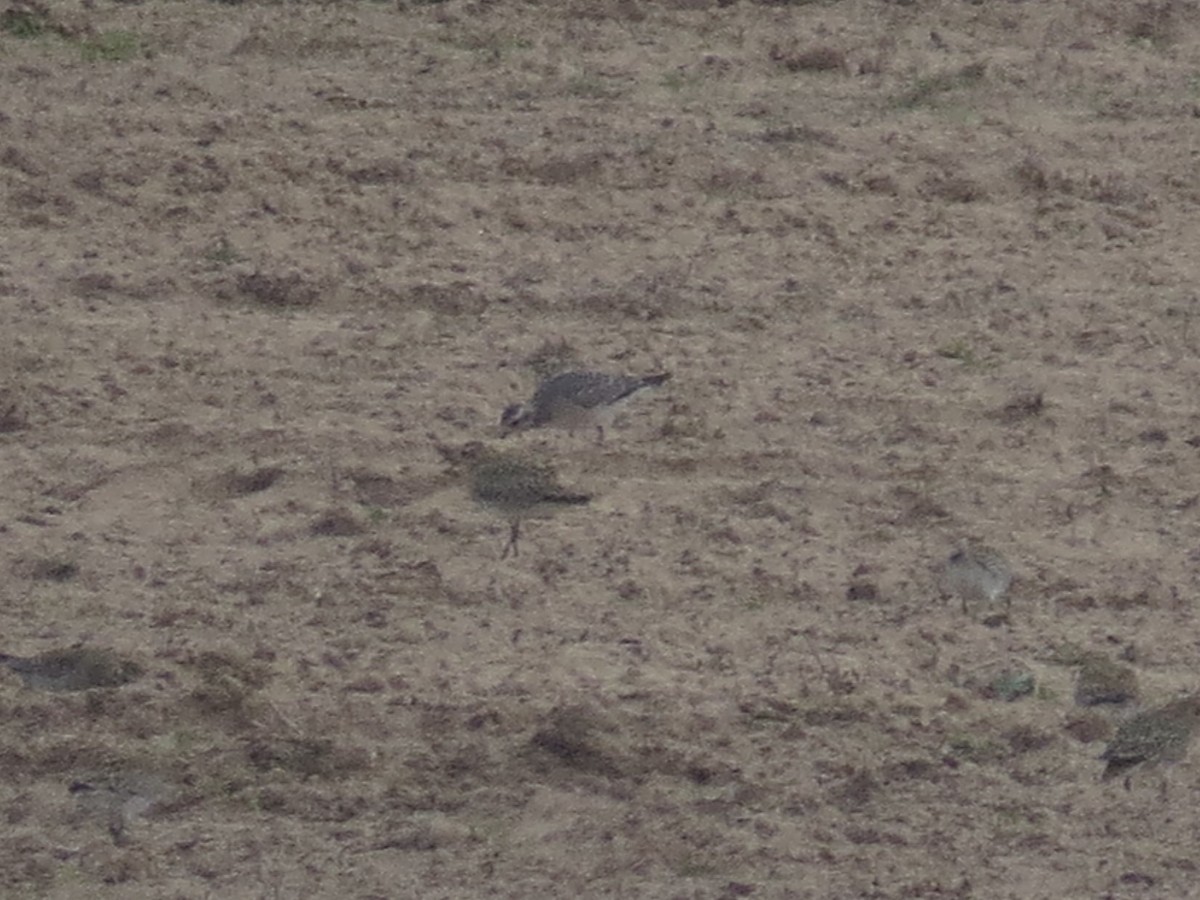 American Golden-Plover - ML275382741