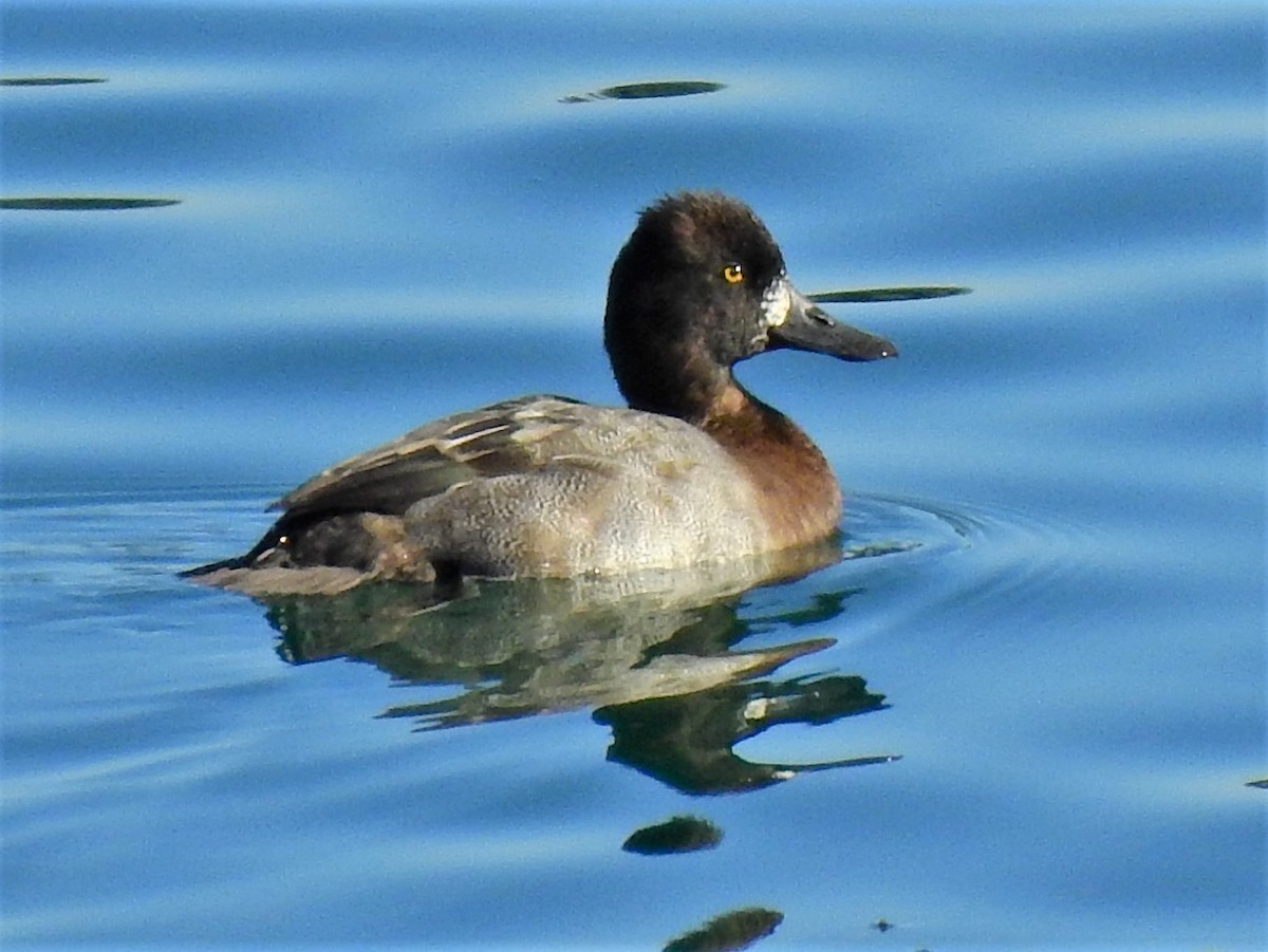 Lesser Scaup - ML275383771