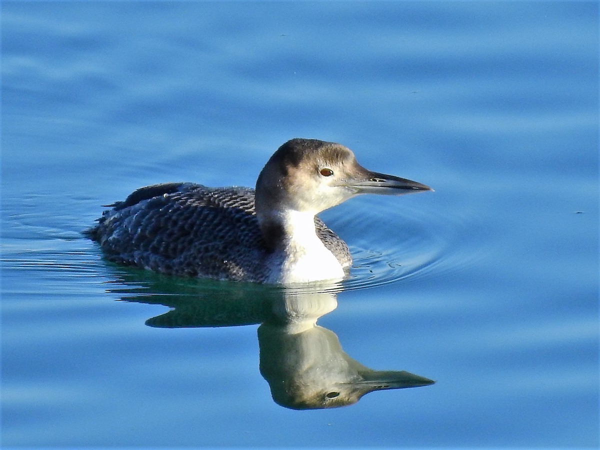 Plongeon huard - ML275384851