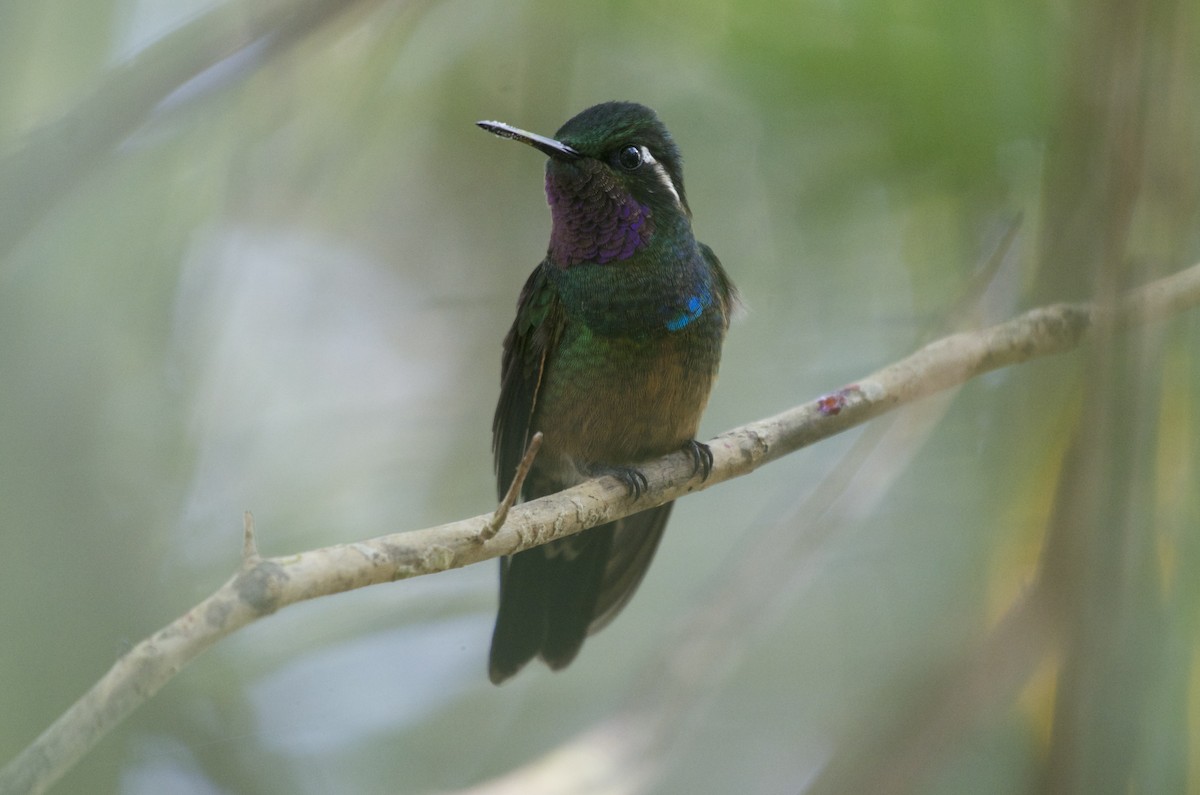 Purple-throated Mountain-gem - ML27538541