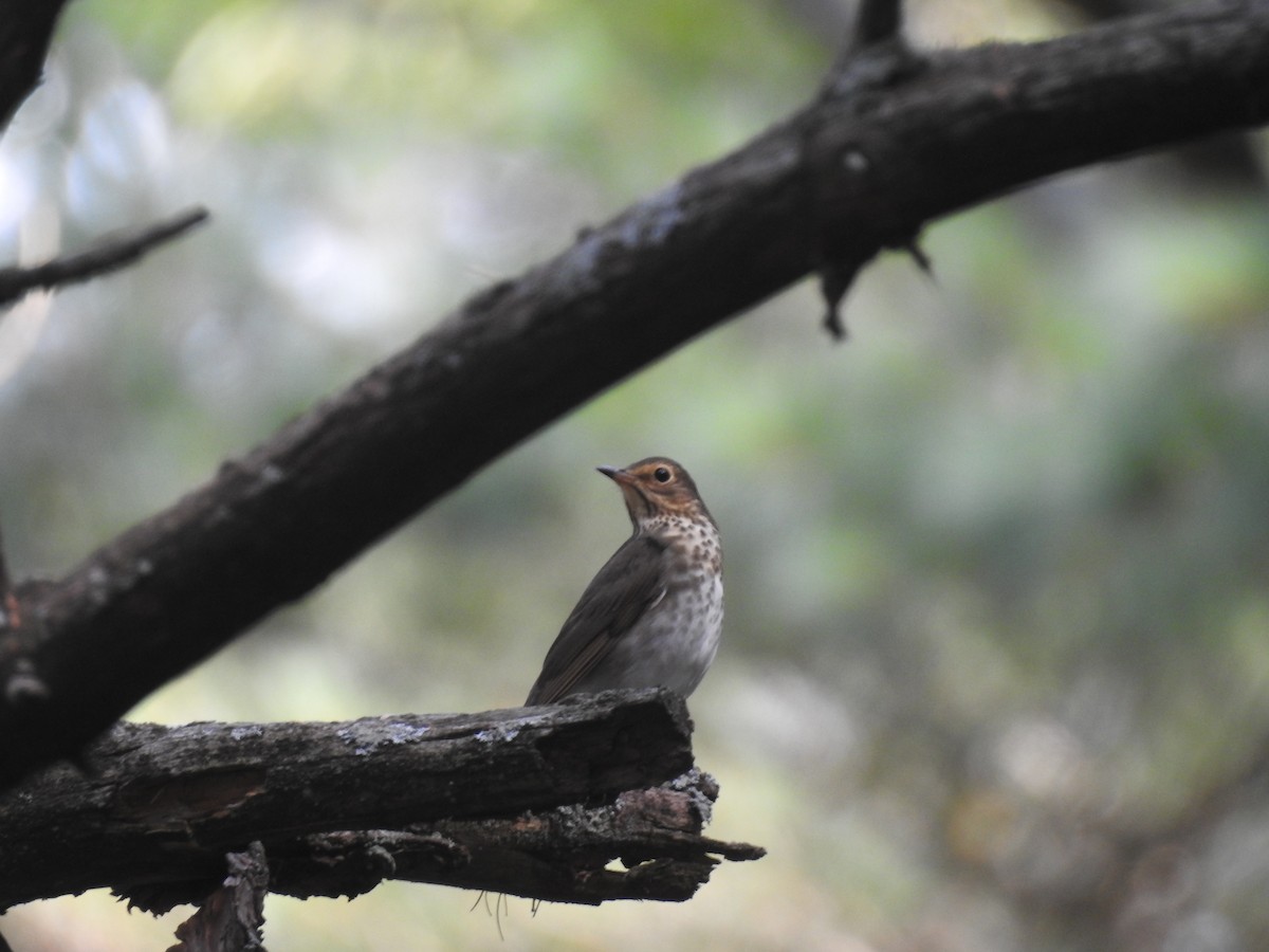 Swainson's Thrush - ML275385821