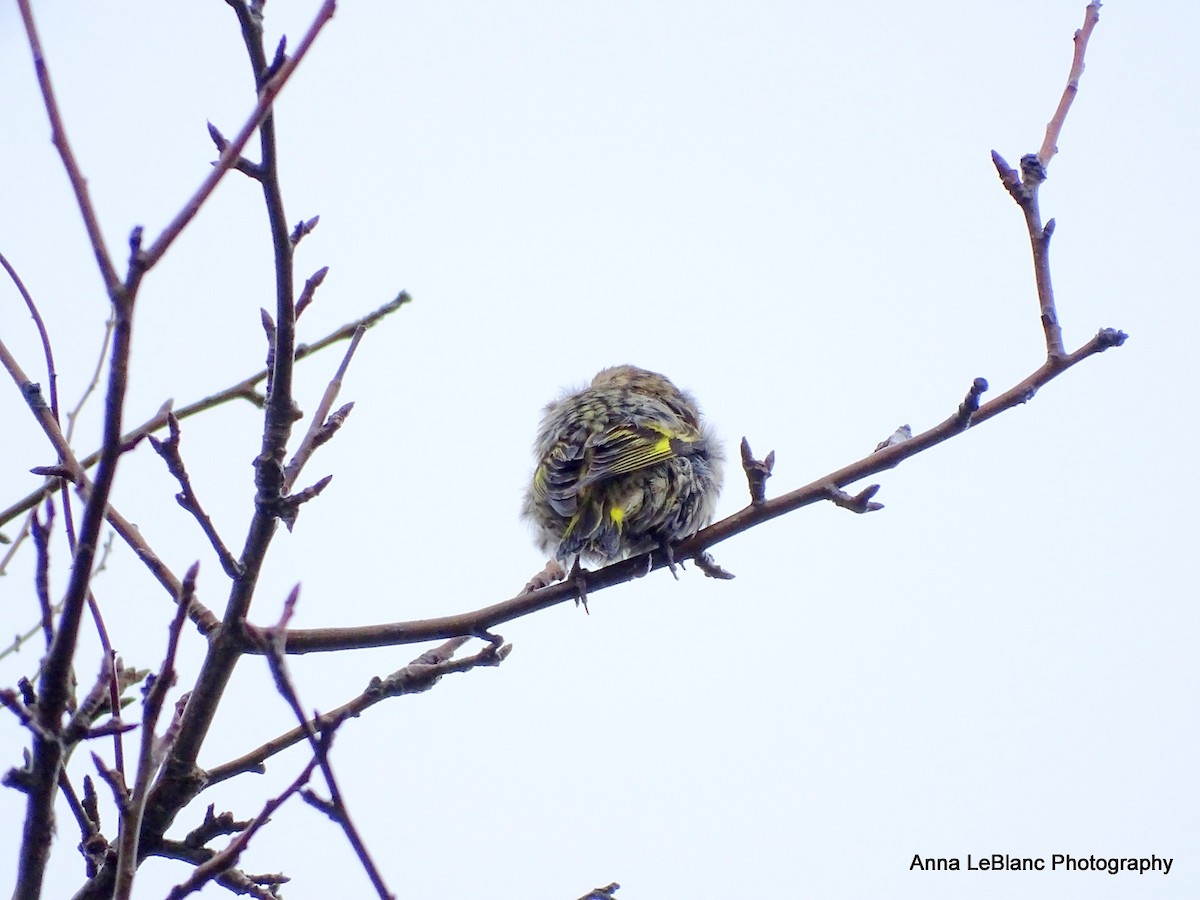 Pine Siskin - ML275387161