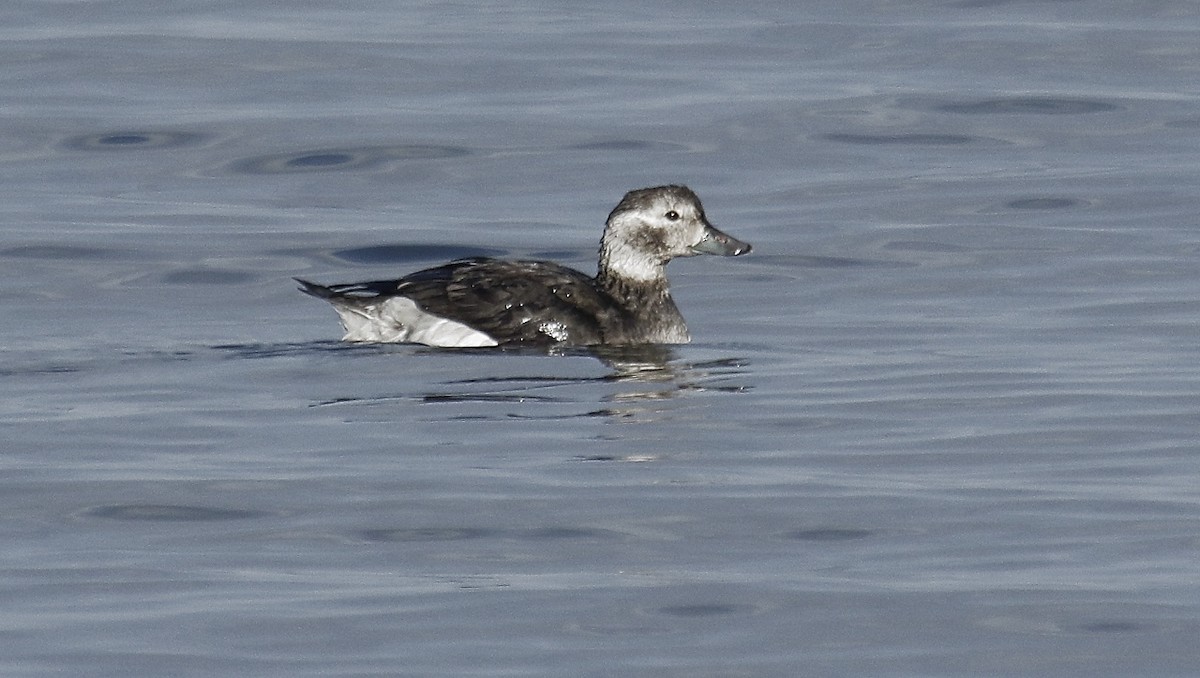 Long-tailed Duck - ML275387361
