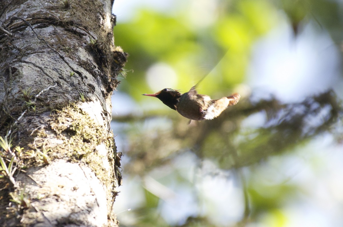 Rufous-crested Coquette - ML27538771