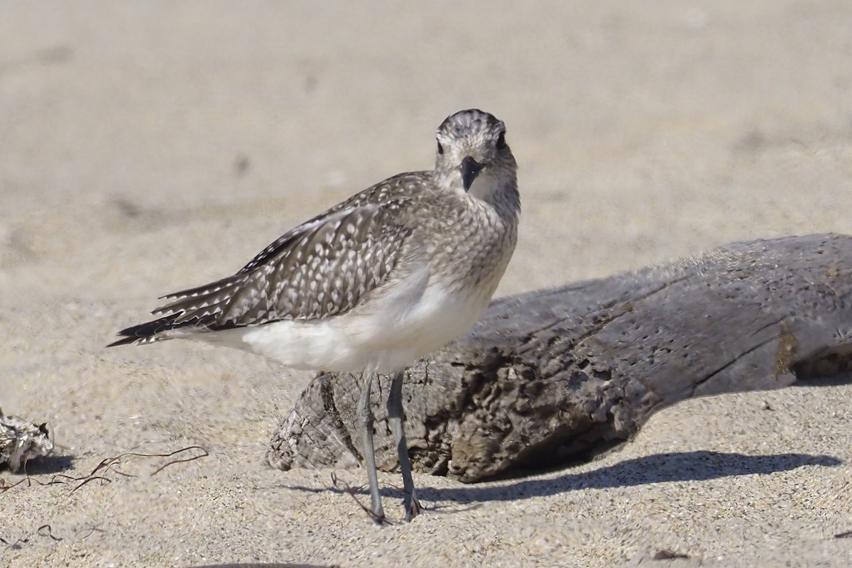 Black-bellied Plover - ML275388041