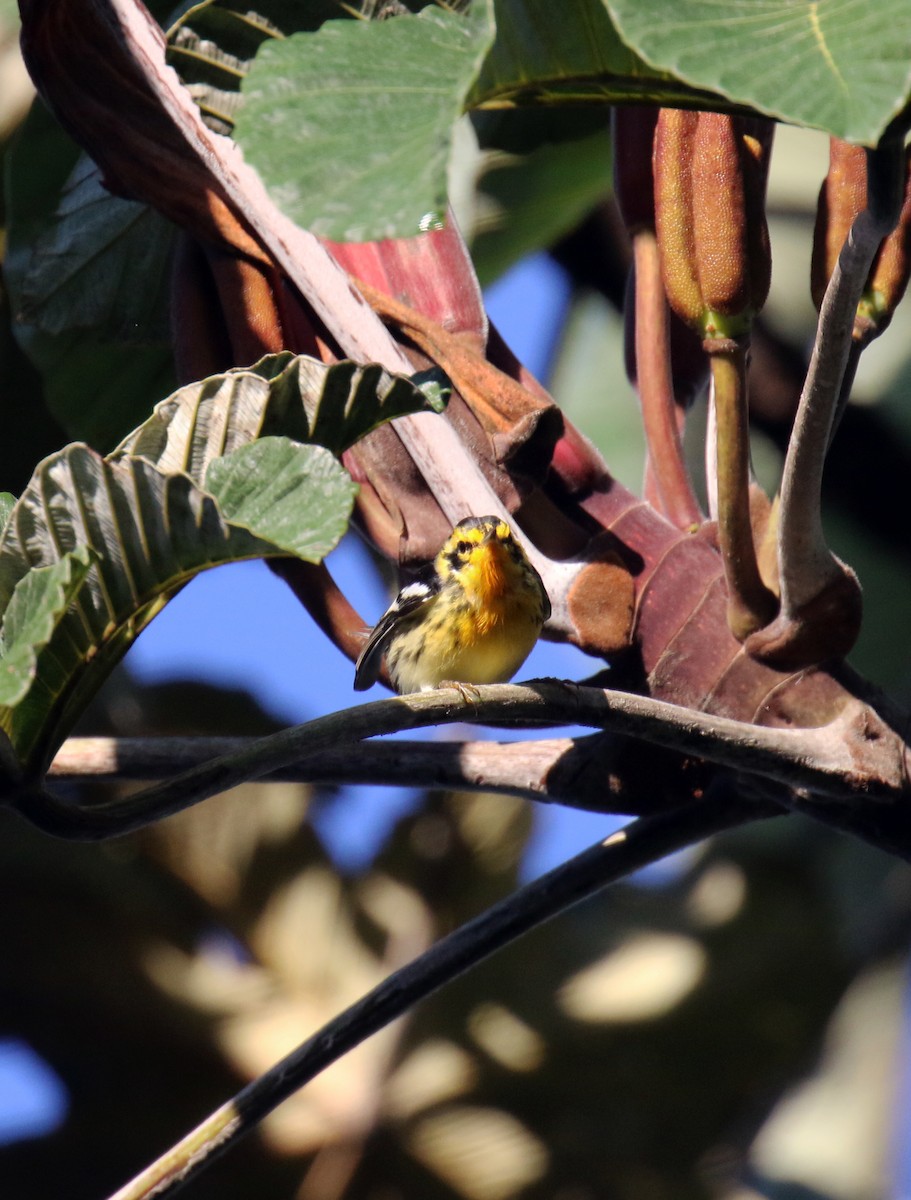 Blackburnian Warbler - ML275388951