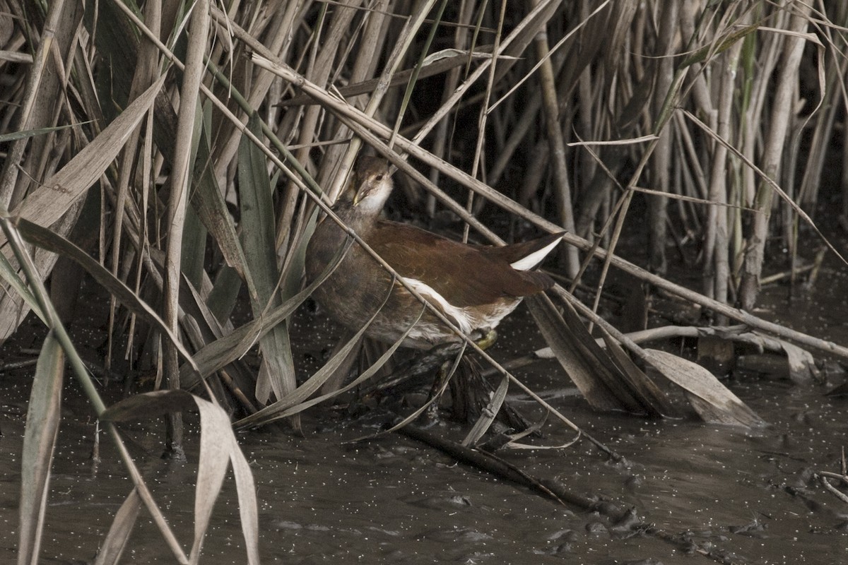 Common Gallinule - ML275389681