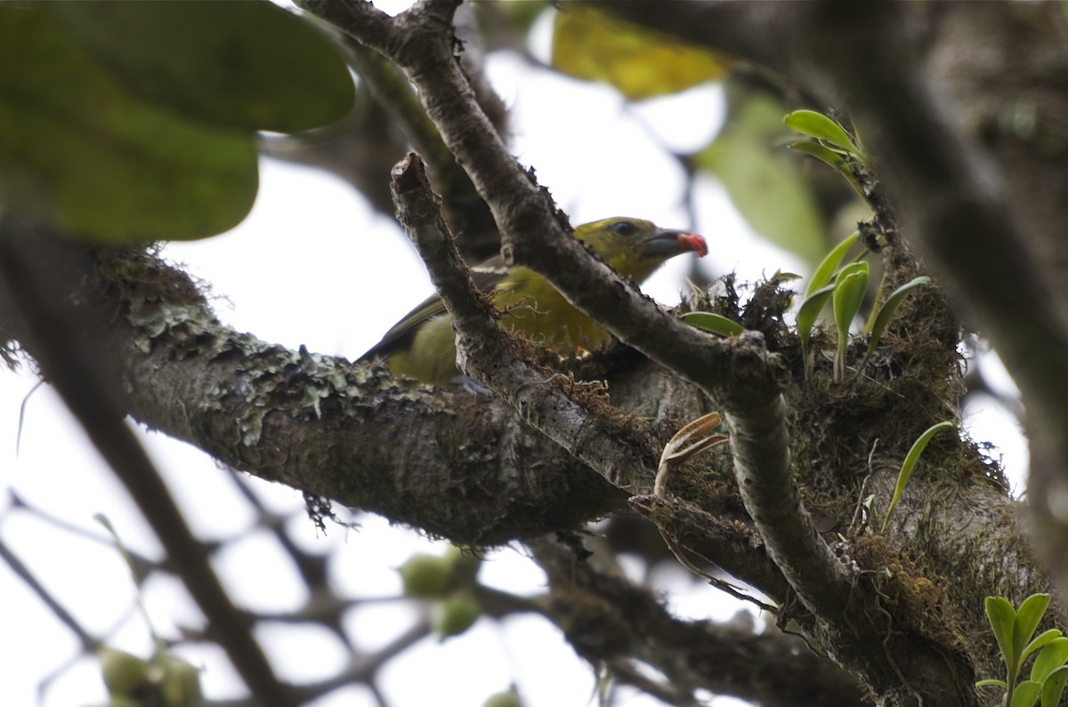 Flame-colored Tanager - ML27539111