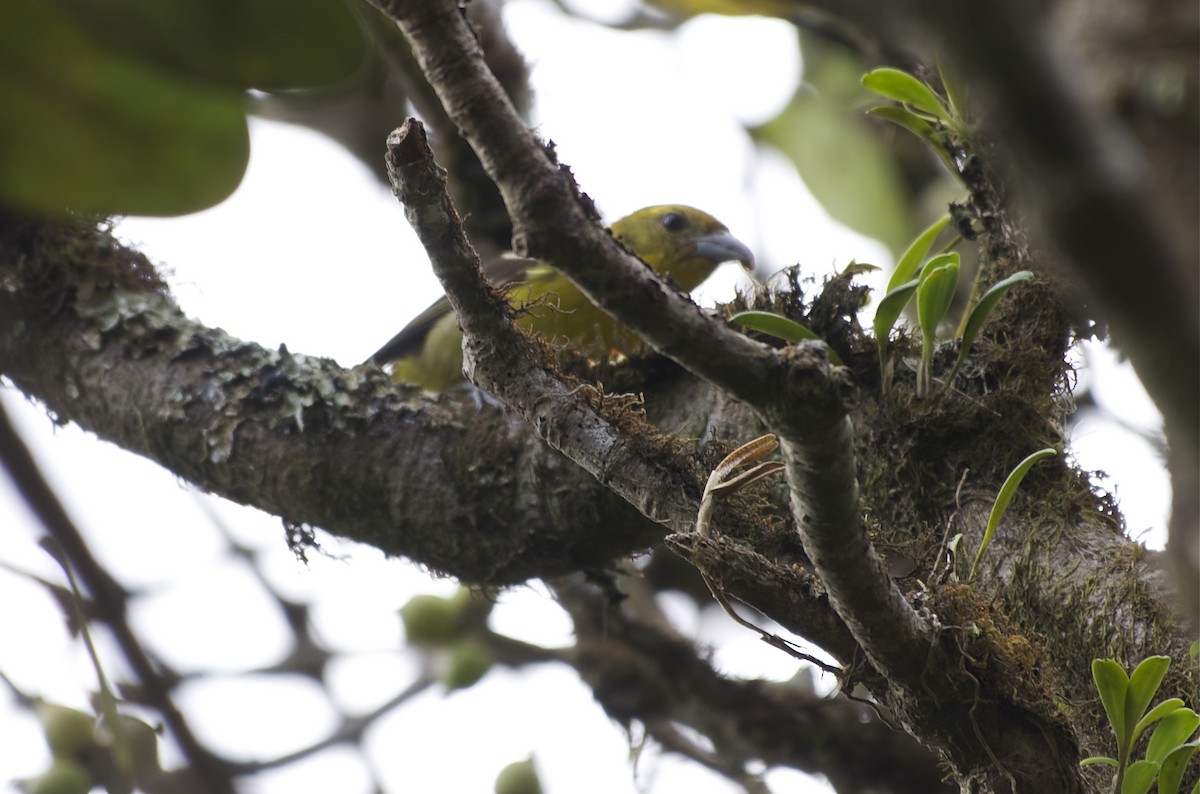 Flame-colored Tanager - ML27539121