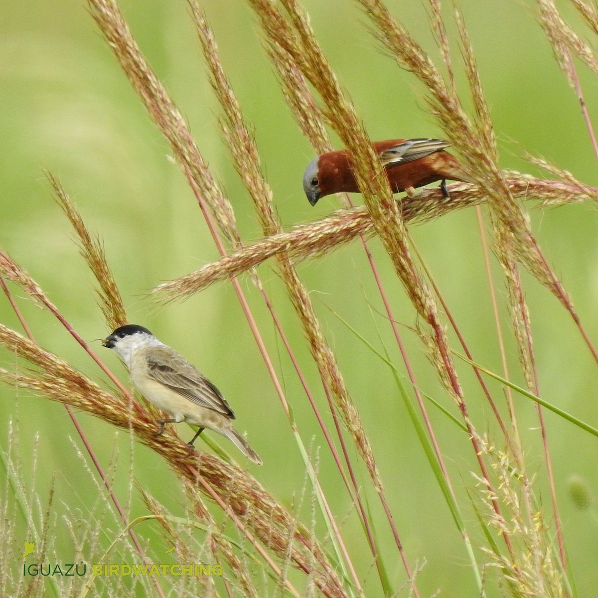 Chestnut Seedeater - julian baigorria / Iguazú Birdwatching