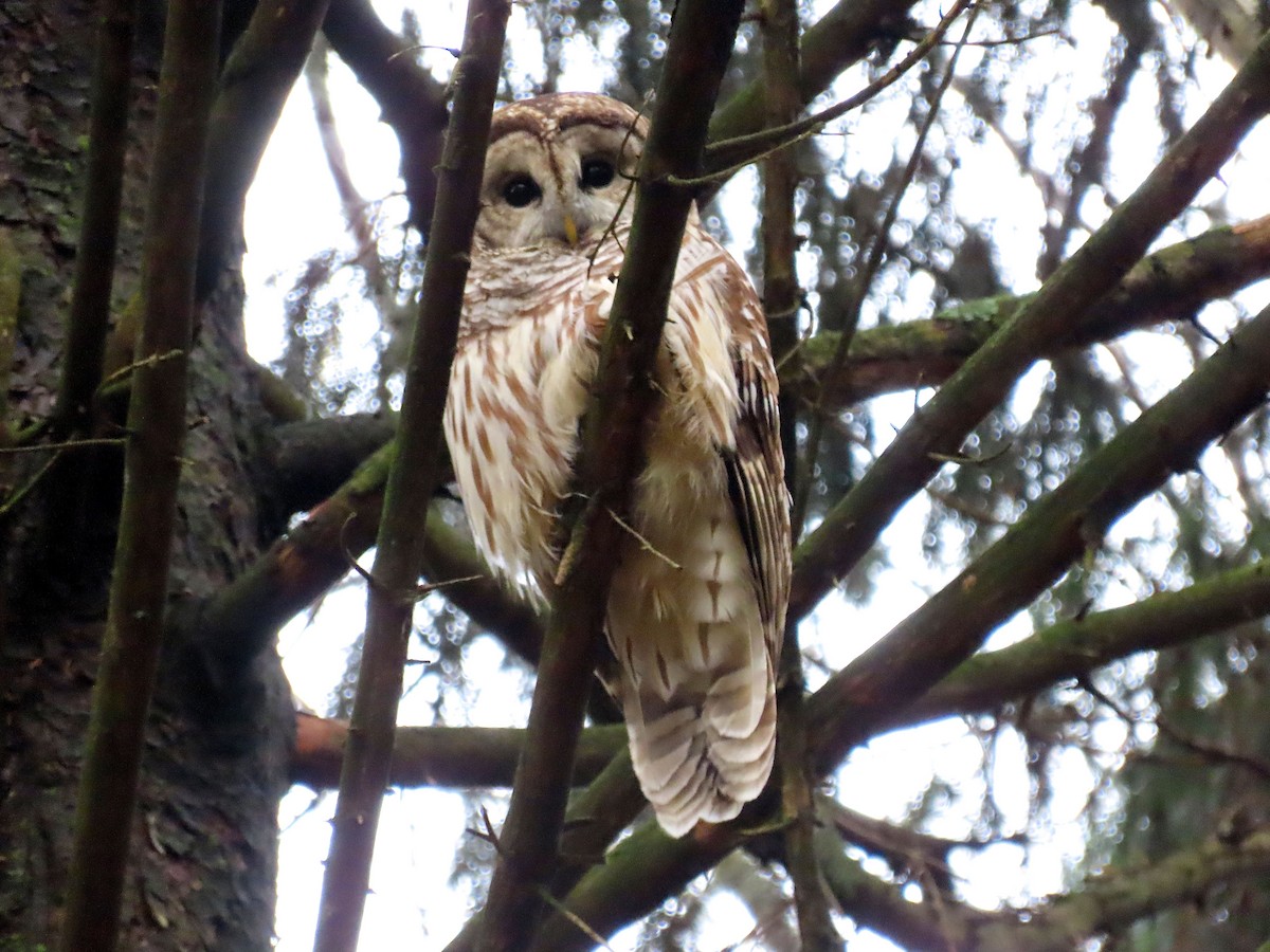 Barred Owl - ML275391521