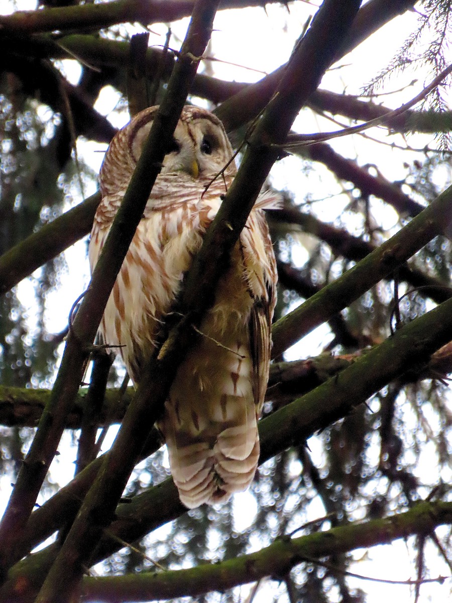 Barred Owl - ML275391531