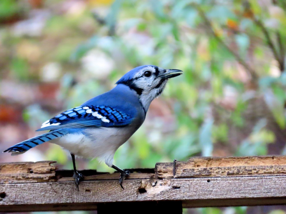 Blue Jay - ML275391991