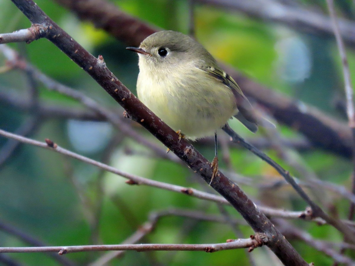 Ruby-crowned Kinglet - ML275392101